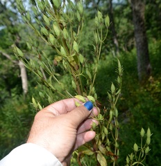 Frasera caroliniensis