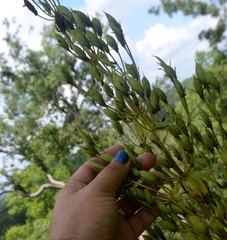 Frasera caroliniensis