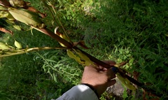 Frasera caroliniensis