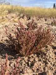 Salicornia rubra