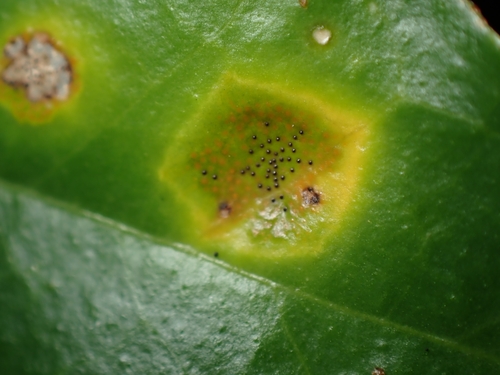 Cercospora