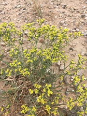 Eriogonum brevicaule