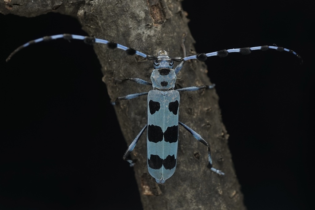 Black-spotted Blue Longicorn