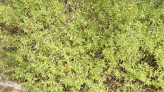 Anisacanthus quadrifidus wrightii