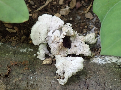 Schizophyllum commune