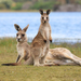Eastern Grey Kangaroo - Photo (c) Shane Walker, some rights reserved (CC BY), uploaded by Shane Walker