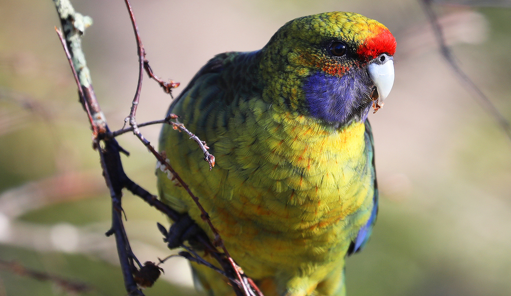 Green Rosella (Platycercus caledonicus) photo