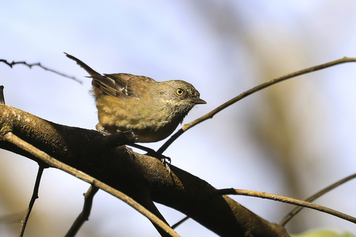 Tasmanian Scrubwren (Sericornis humilis), photo 7