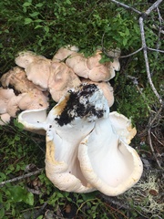 Albatrellaceae