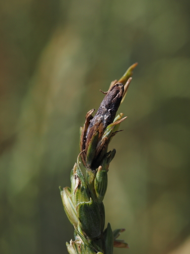 Purpurbrauner Mutterkornpilz