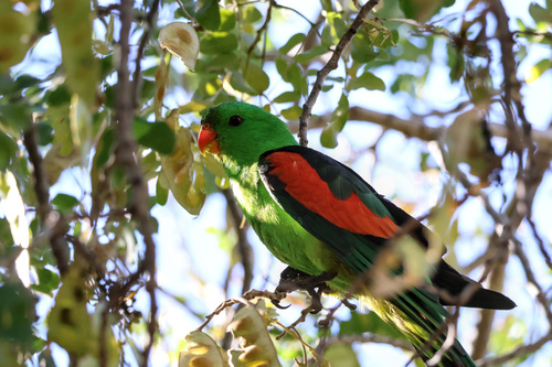 Red-winged Parrot