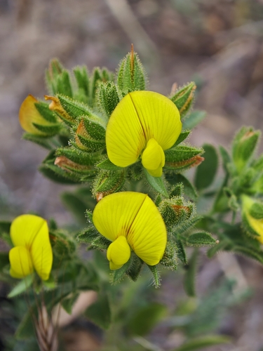 downy restharrow (Ononis pubescens)