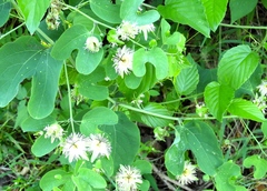 Passiflora mexicana