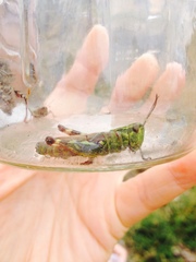 Chorthippus binotatus