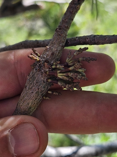 Western White Pine Dwarf-Mistletoe (Arceuthobium monticola)