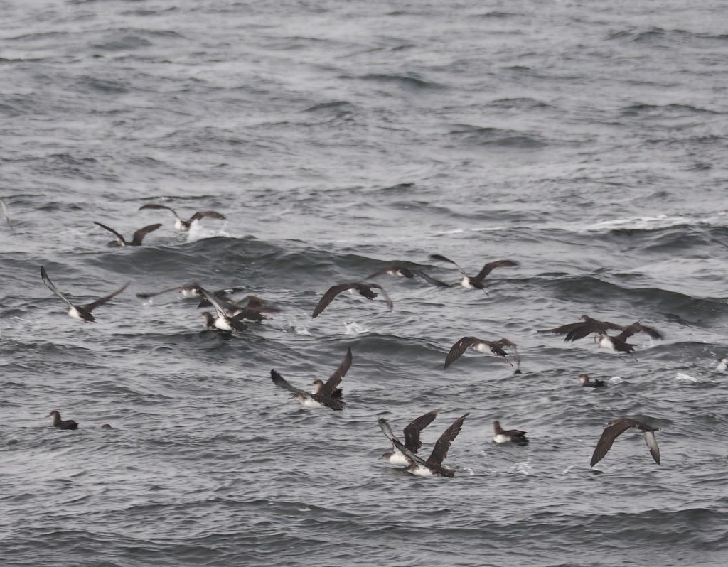 Black-Vented Shearwater