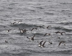 Black-Vented Shearwater photo 1