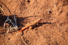 Meroles cuneirostris