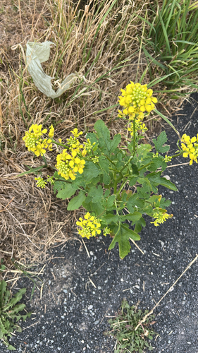 White Mustard