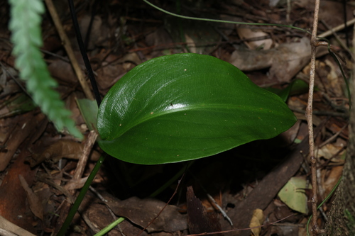 Proiphys cunninghamii, photograph 5