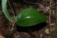 Proiphys cunninghamii, photograph (c) Greg Tasney, some rights reserved (CC BY-SA)