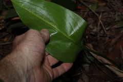 Proiphys cunninghamii, photograph (c) Greg Tasney, some rights reserved (CC BY-SA)