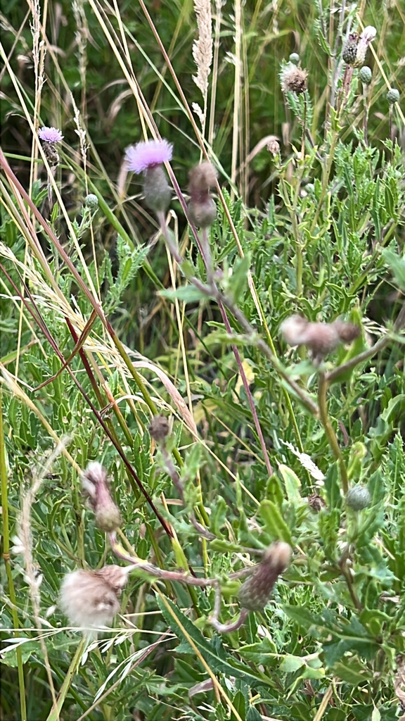 creeping thistle