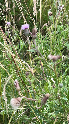 creeping thistle