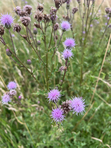 creeping thistle