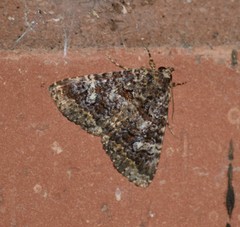 Coxina cinctipalpis