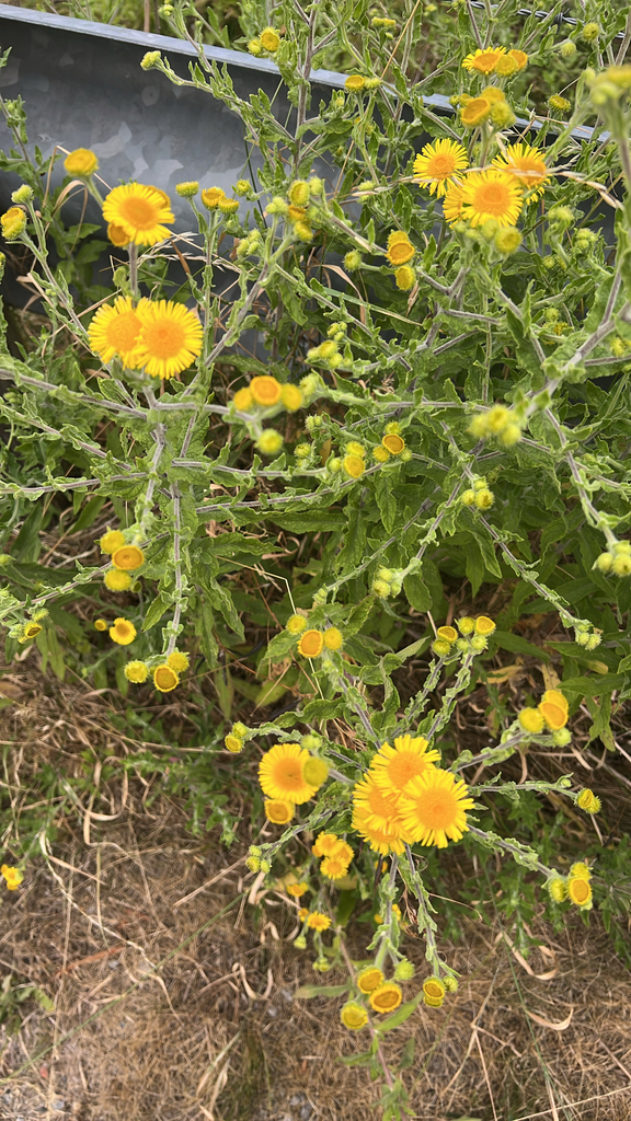 Common Fleabane