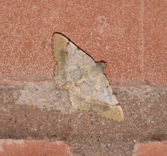 Frederickia flaviterminata