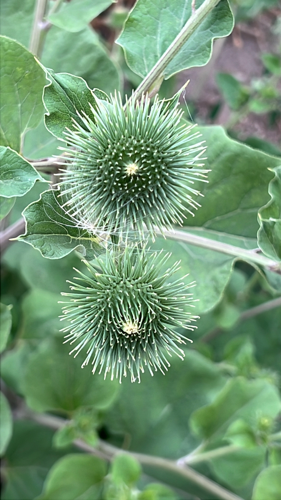 greater burdock