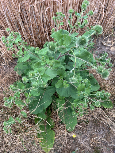 greater burdock
