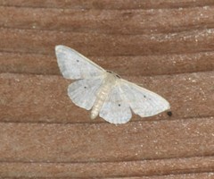 Scopula benitaria