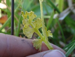 Botrychium crenulatum