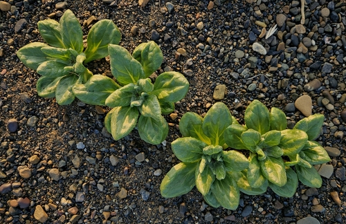 Seabeach Groundsel