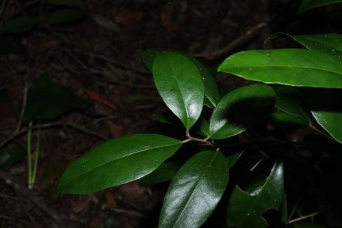 Croton acronychioides, 2025-07-06