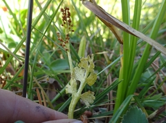 Botrychium crenulatum