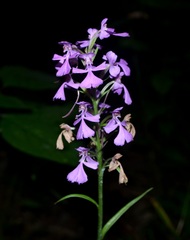 Platanthera peramoena