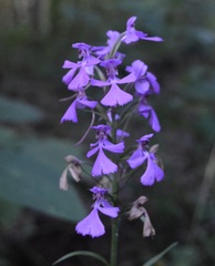 Platanthera peramoena