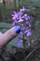 Platanthera peramoena