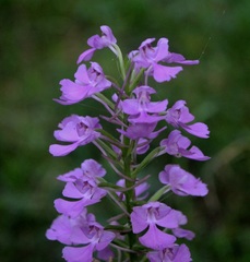 Platanthera peramoena
