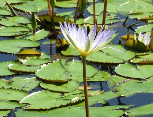 Nymphaea elegans