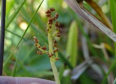 Botrychium crenulatum