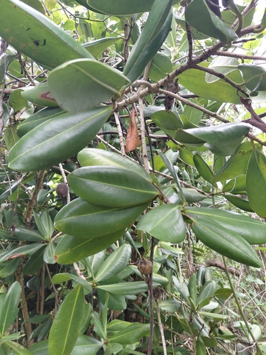 Mammea odorata observed 2025-07-06