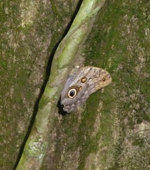 Caligo telamonius
