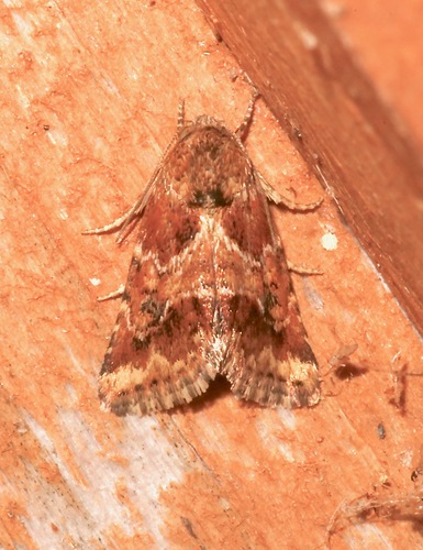 Sordid Flower Moth photo 3