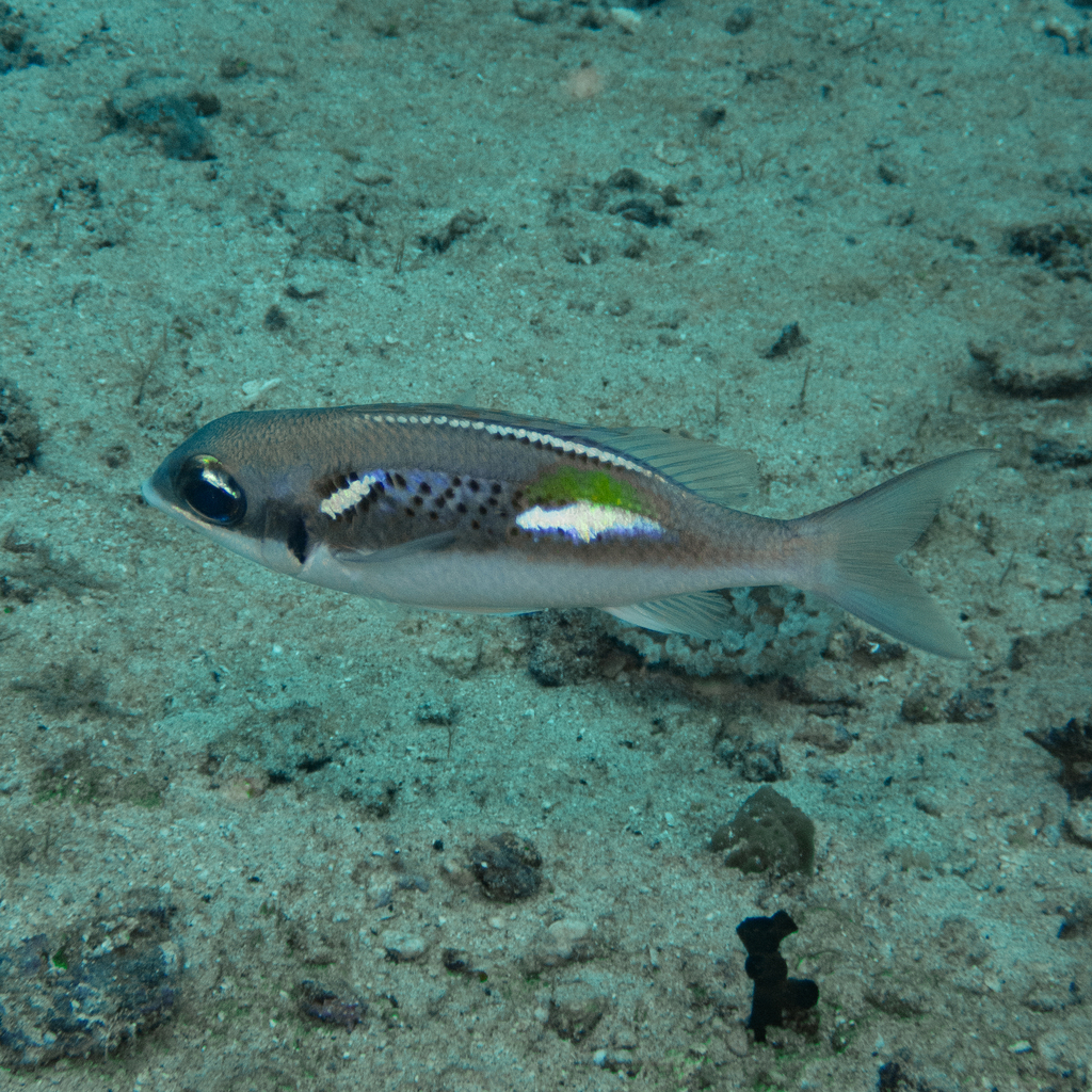 oblique-barred monocle bream