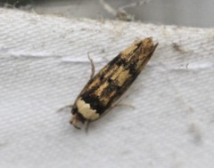 Sphyrelata nefanda